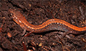 Eastern Redbacked Salamander
