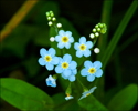 Forget Me Nots