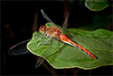 Red Meadowhawk