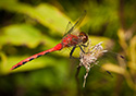 Red Meadowhawk